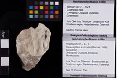 Foto (Objket + Etiketten) von Cracensigillatus acutirostris (Moericke, 1889) 